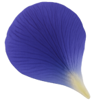 shape